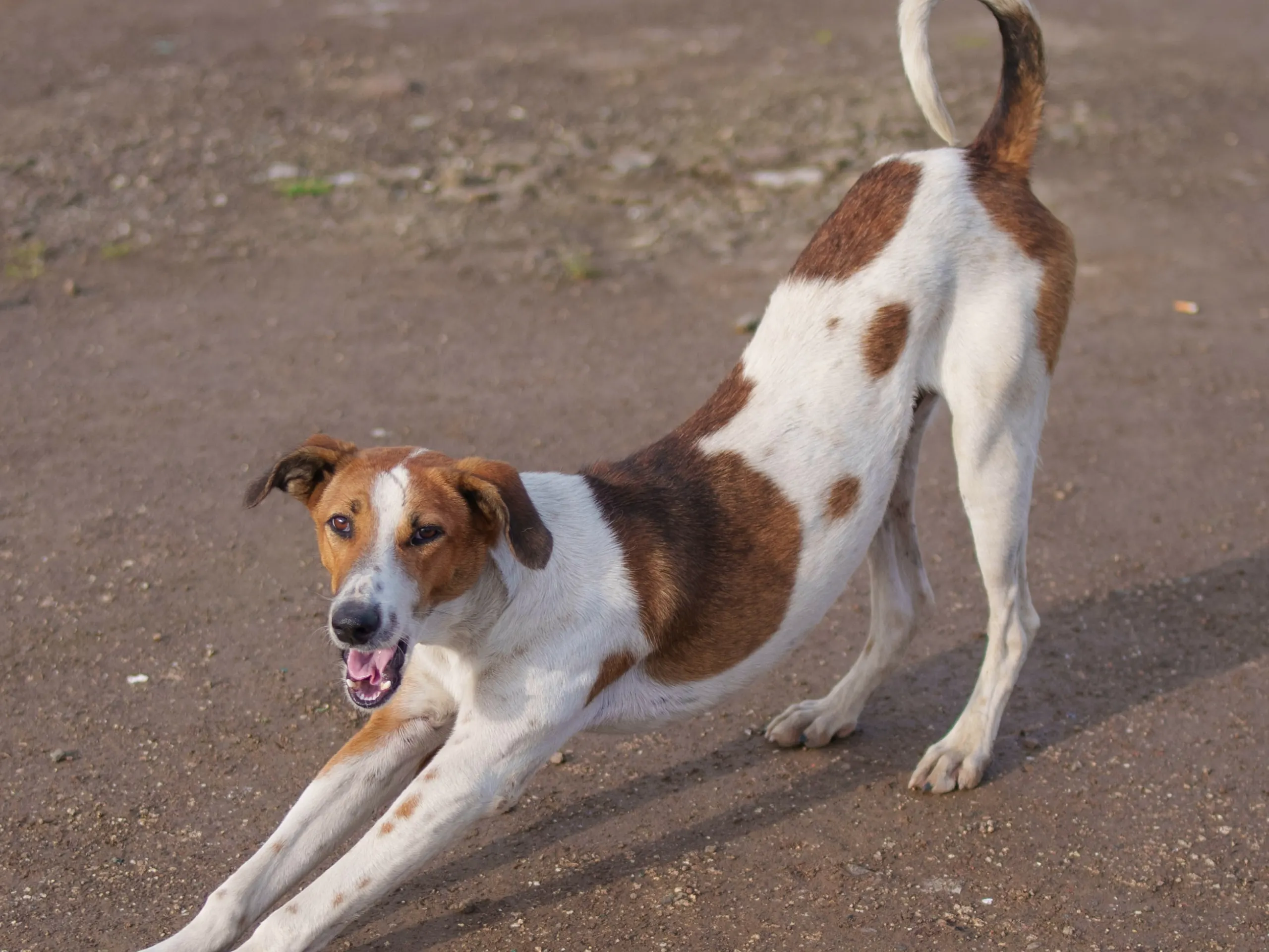 What Should Dog Insurance Cover